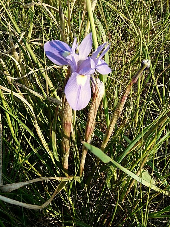 Moraea sisyrinchium / Giaggiolo dei poveretti